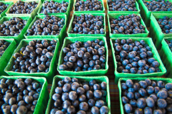 batches of blueberries