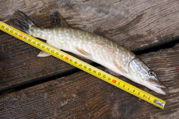 measuring a fish with a ruler